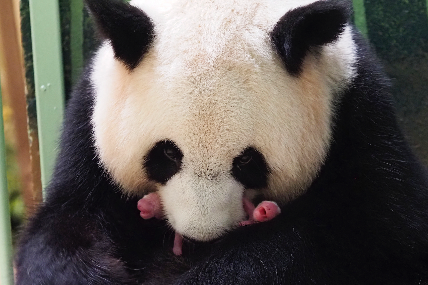 Huan Huan, la femelle panda du Zoo de Beauval, a donné naissance à deux bébés le 2 août 2021.